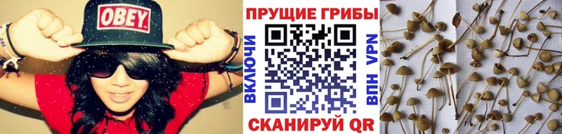 где продают   Баксан  Галлюциногенные грибы Psilocybine cubensis 